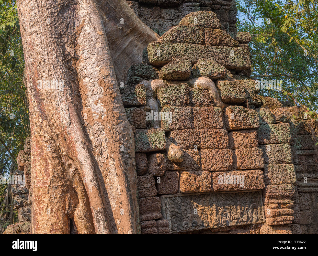 Arbre généalogique Chambak énorme, Irvingia malayana, croissante au cours de la 12e siècle Ta Prohm Temple, Cambodge, construit par le roi Jayavarman VII Banque D'Images