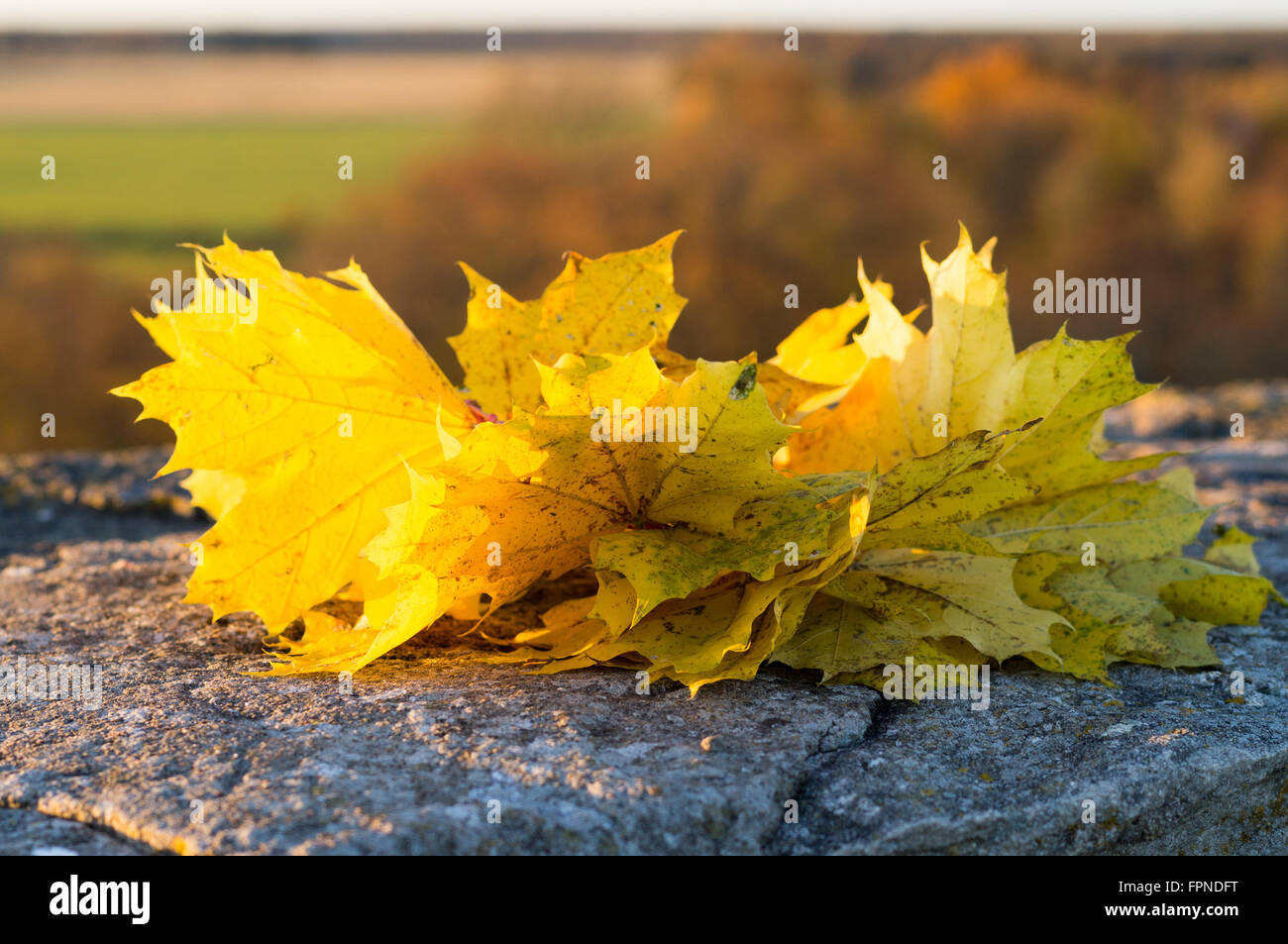 Guirlande de feuilles d'automne de l'érable sur la surface de pierre dans la lumière au coucher du soleil Banque D'Images