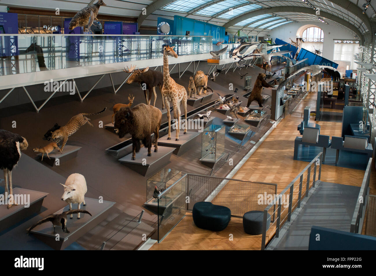 Animaux en peluche à la galerie de l'évolution de l'Institut Royal des Sciences Naturelles de Belgique à Bruxelles, Belgique. Institut Ro Banque D'Images