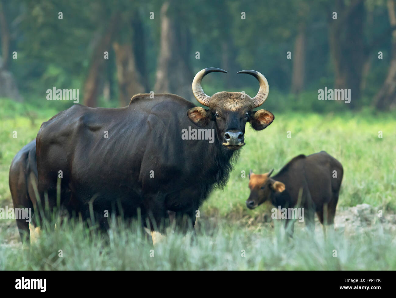 Gaur sauvages en Inde, le Parc National de Jaldapara Banque D'Images