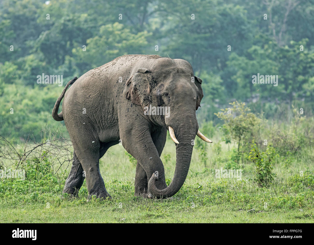 L'éléphant indien dans la réserve forestière de l'ouest du Bengale, en Inde Banque D'Images