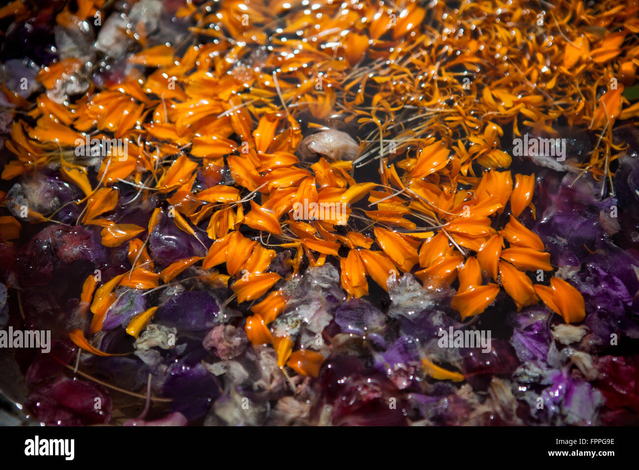 Feuilles colorées avec des gouttes de rosée dans l'eau Banque D'Images