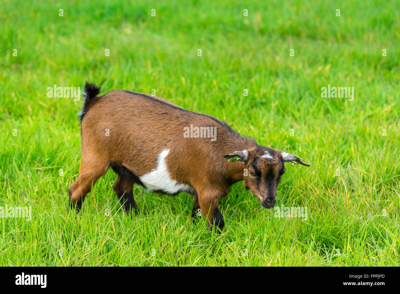 Une chèvre brune de manger de l'herbe verte à la ferme Banque D'Images