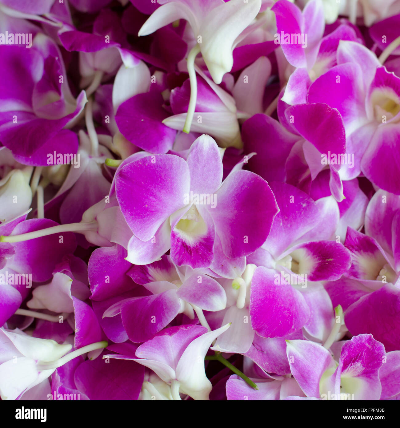 Belle orchidée rose background Banque D'Images