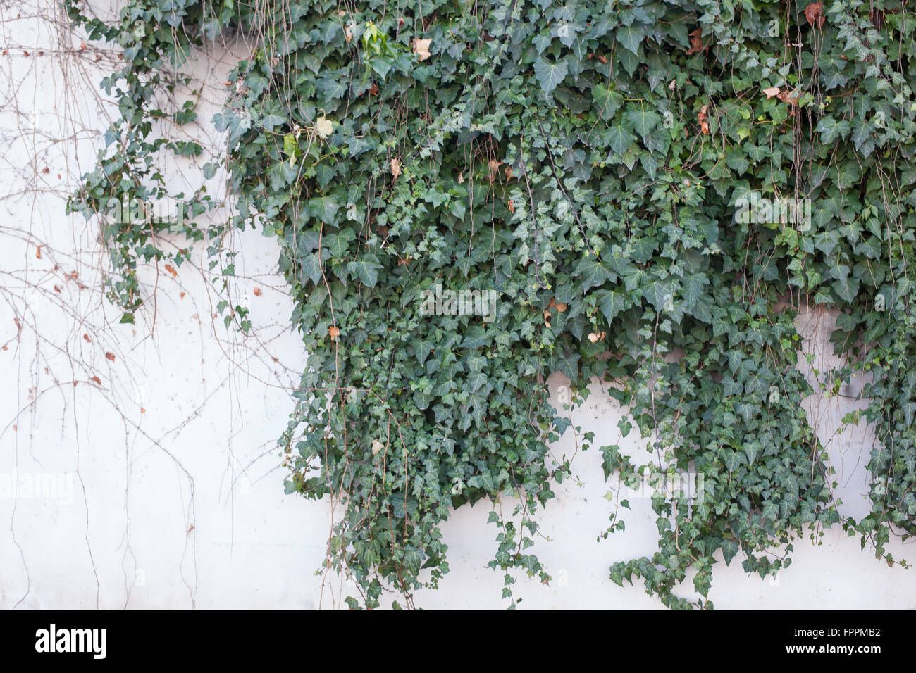 Vigne verte sur mur en stuc blanc Banque D'Images