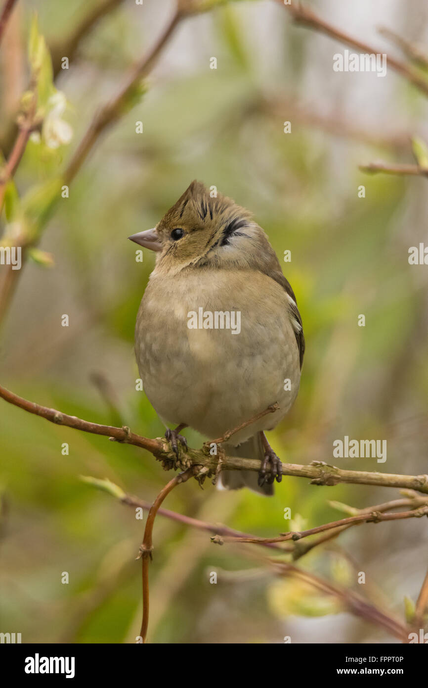 Chaffinch femelle dans Mainsriddle garden, près de RSPB Mersehead, Dumfries et Galloway, UK Banque D'Images