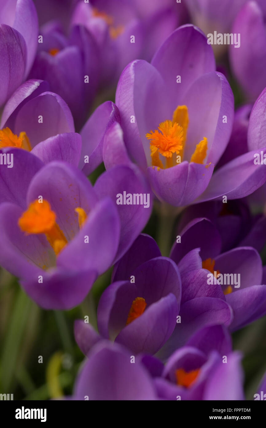 Crocus close up in garden Banque D'Images