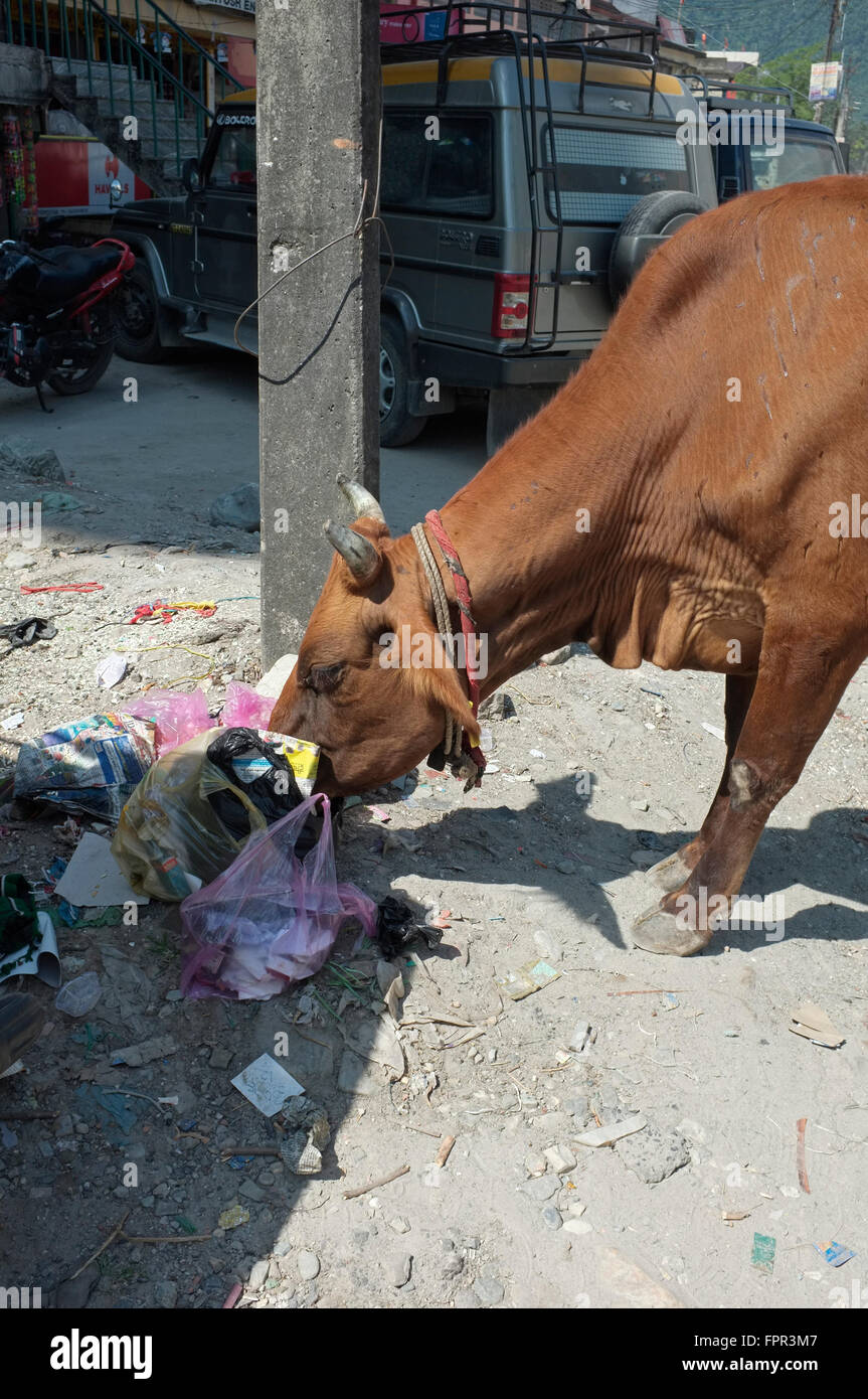 Manger de la vache d'itinérance de la foutaise. Jaigaon, dans l'ouest du Bengale, en Inde. Banque D'Images