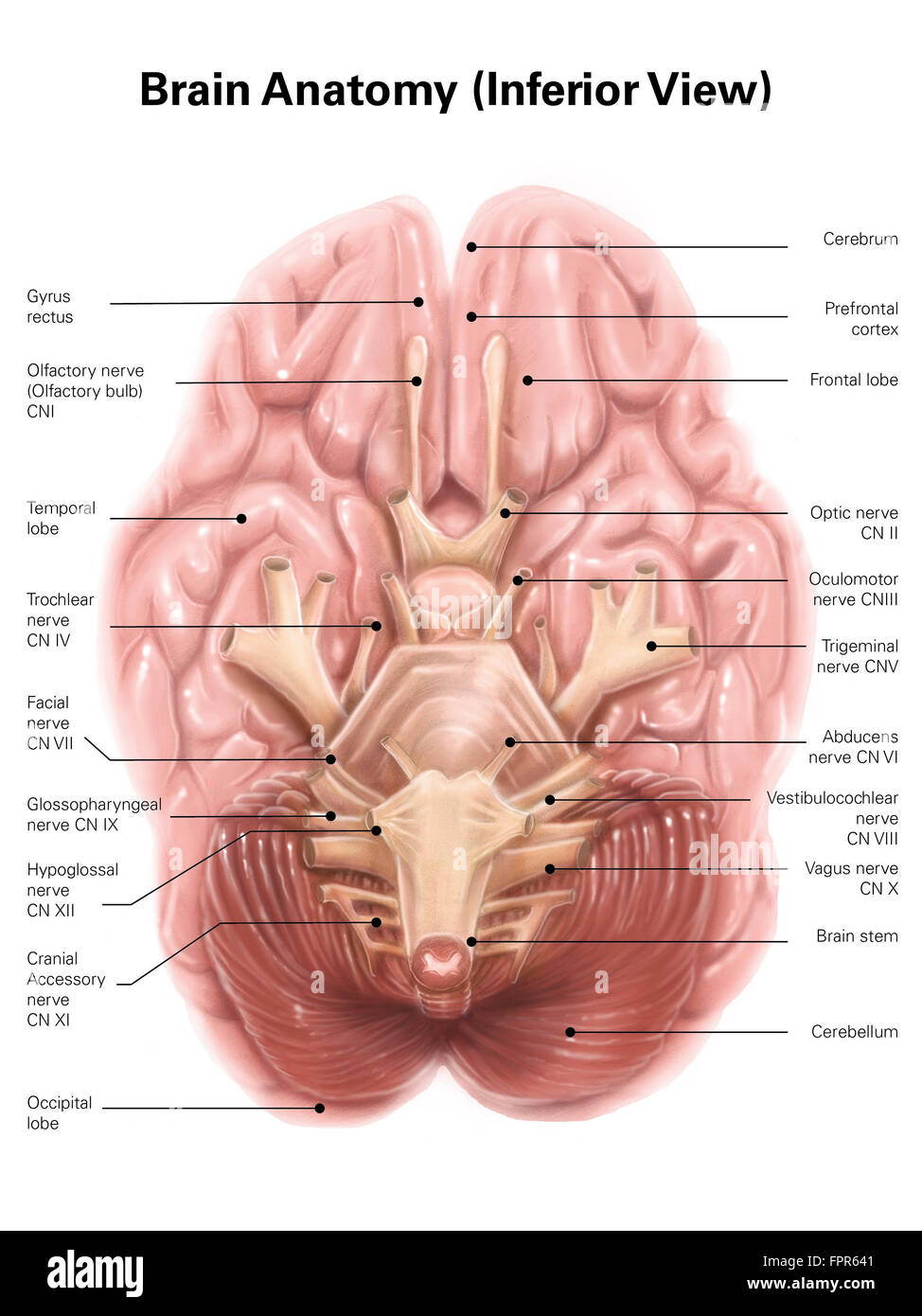Anatomie du cerveau humain, vue inférieure. Banque D'Images