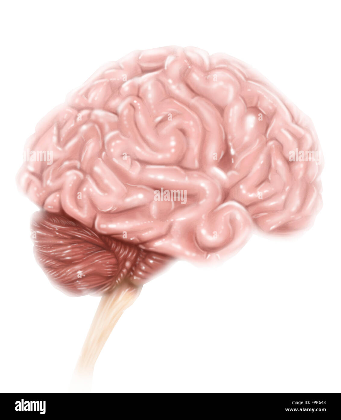 Les droits de l'anatomie du cerveau, vue latérale, avec des étiquettes. Banque D'Images