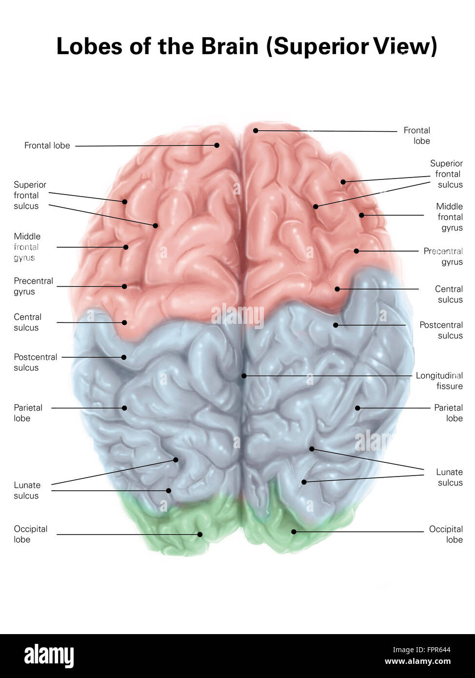 Vue supérieure du cerveau humain avec des lobes de couleur et des étiquettes. Banque D'Images