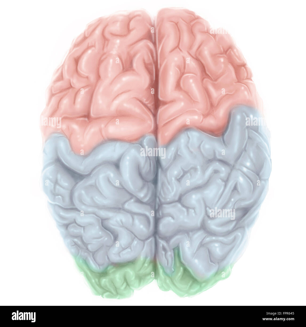 Vue supérieure du cerveau humain avec des lobes de couleur. Banque D'Images