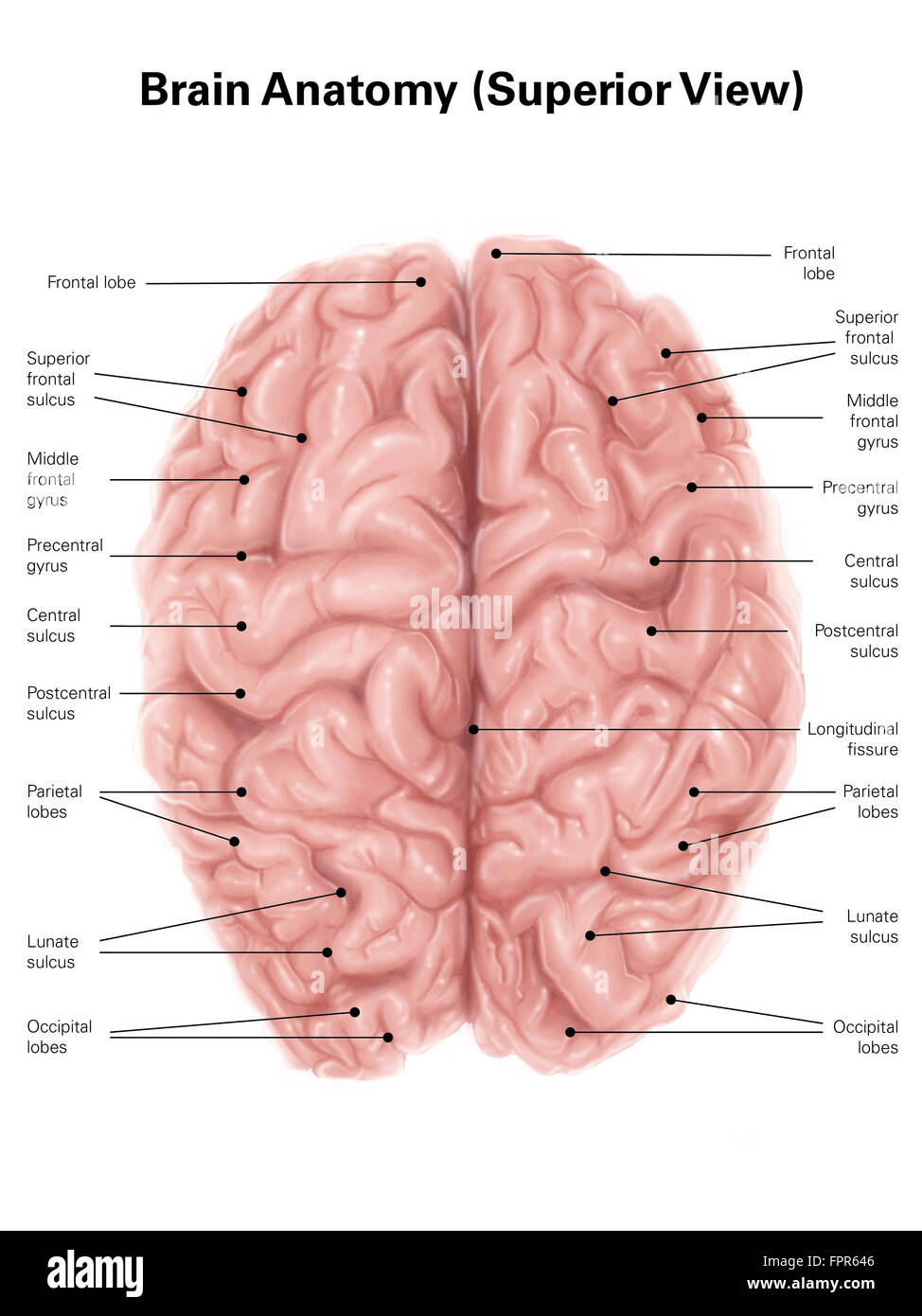 Les droits de l'anatomie du cerveau, vue supérieure. Banque D'Images