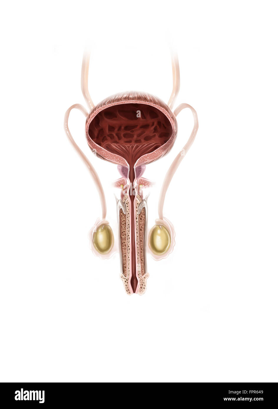 Anatomie de l'homme de la vessie, vue antérieure. Banque D'Images
