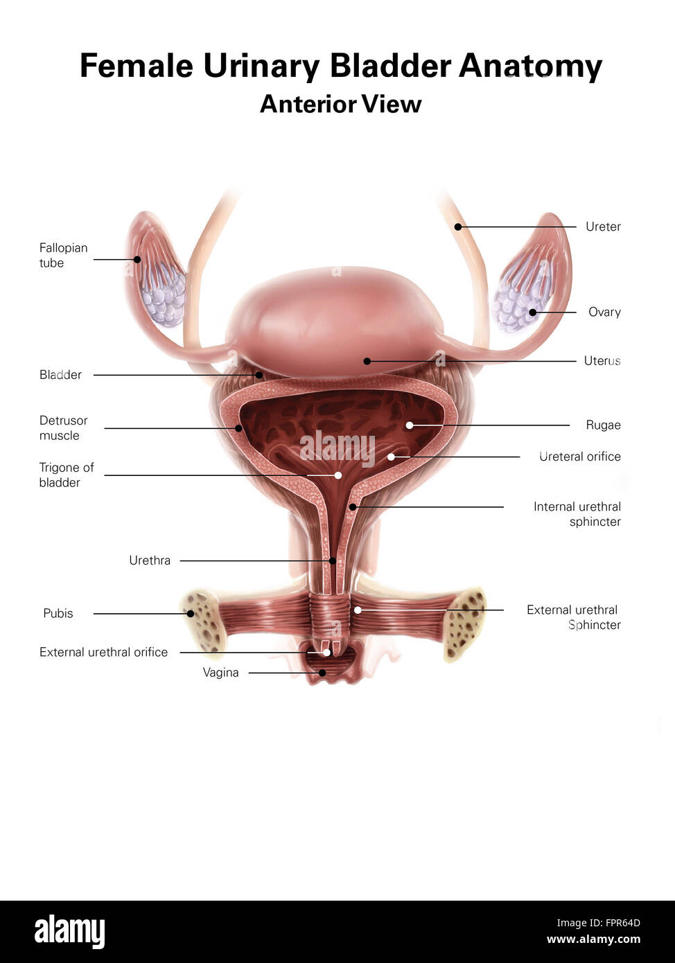 Anatomie de la vessie urinaire femelle, vue antérieure avec des étiquettes. Banque D'Images