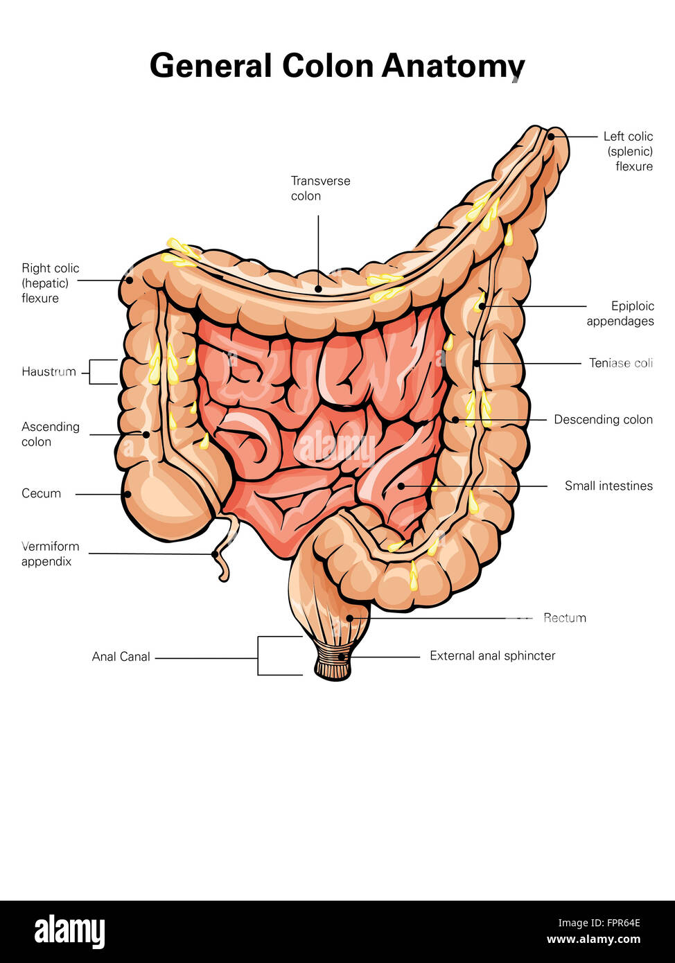 General colon anatomie, avec des étiquettes. Banque D'Images