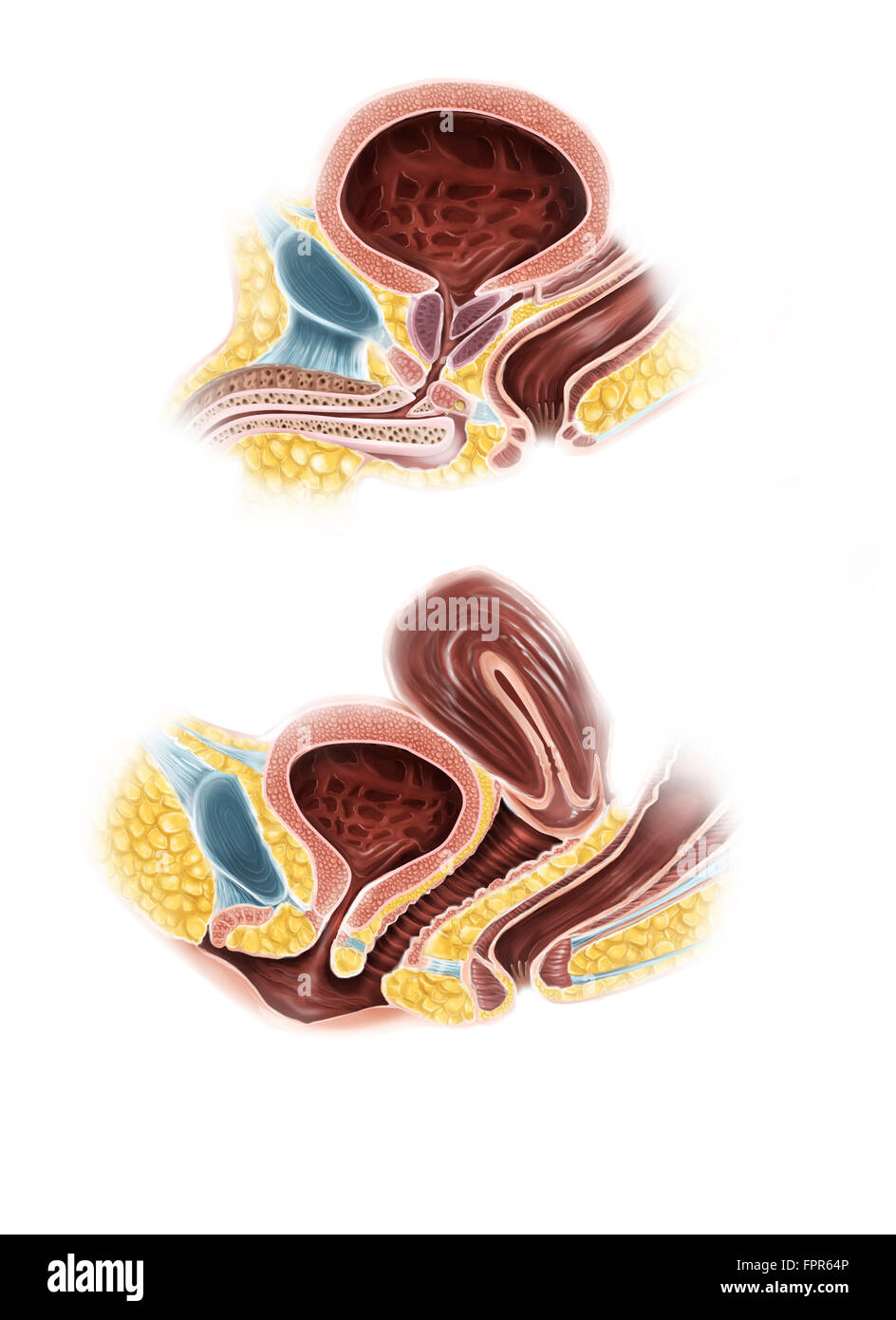 Anatomie de l'homme et de la femme de la vessie urinaire. Banque D'Images