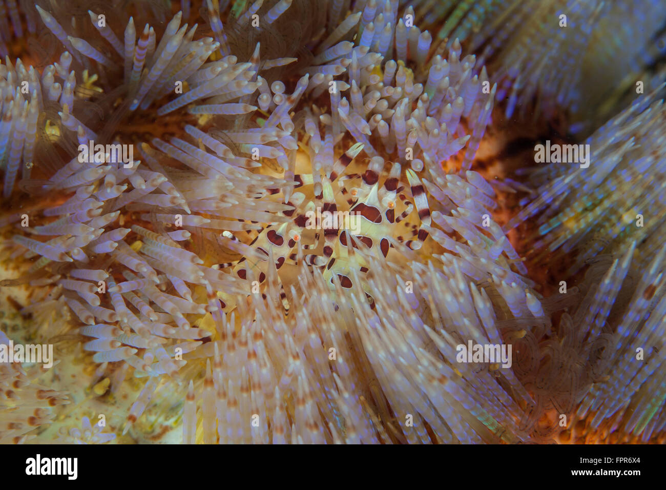 Une paire de Coleman (Periclimenes colemani de crevettes) vivre parmi les épines venimeuses d'un oursin de feu dans le Parc National de Komodo, Indo Banque D'Images