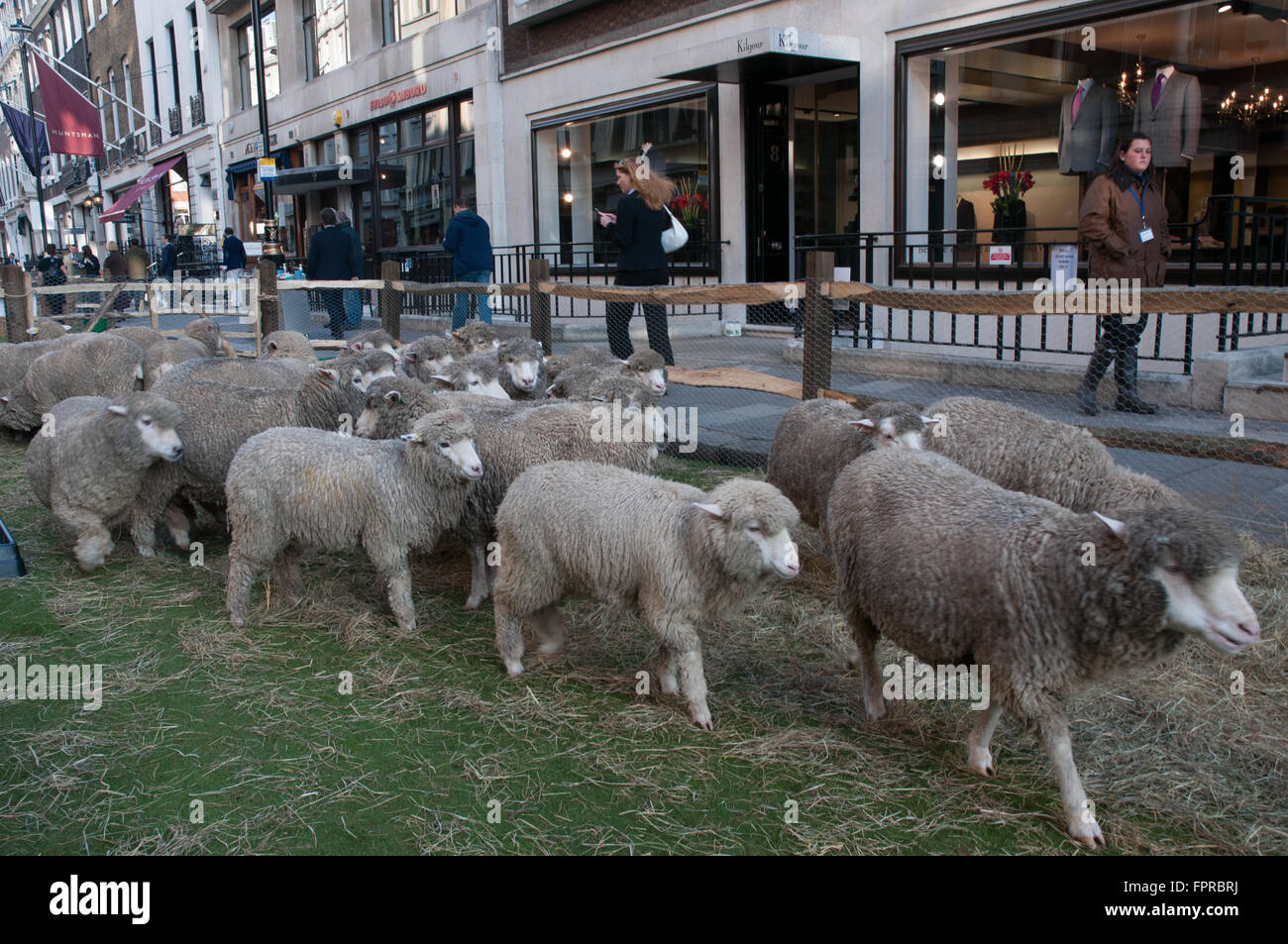 Les troupeaux de moutons dans Savile Row London Westminster UK Banque D'Images