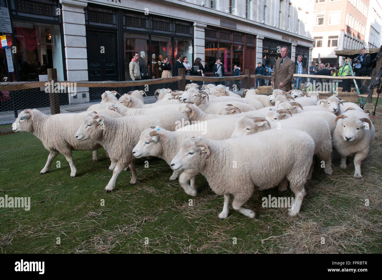 Les troupeaux de moutons dans Savile Row London Westminster UK Banque D'Images