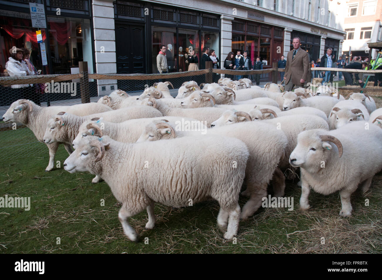 Les troupeaux de moutons dans Savile Row London Westminster UK Banque D'Images