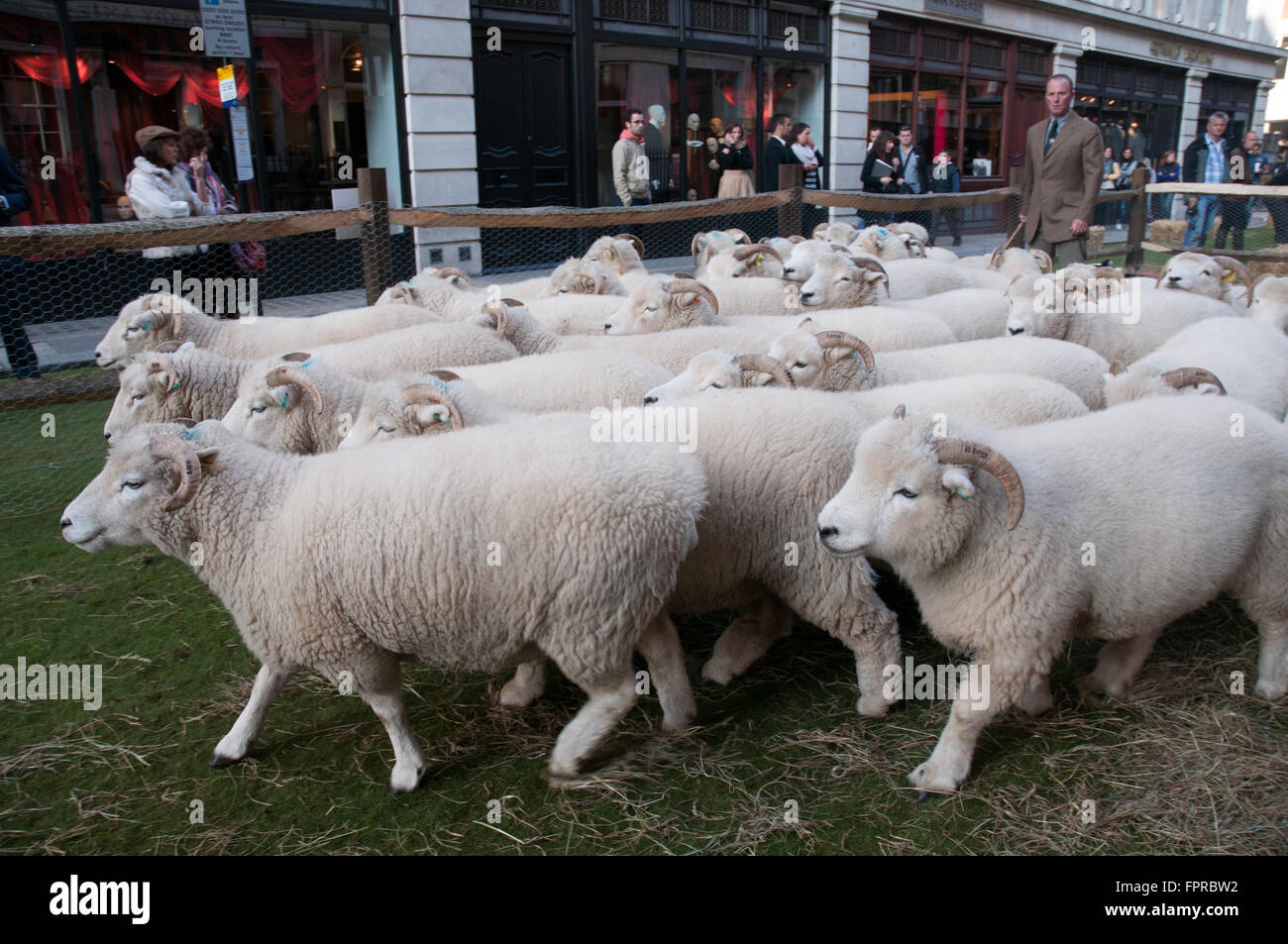 Les troupeaux de moutons dans Savile Row London Westminster UK Banque D'Images