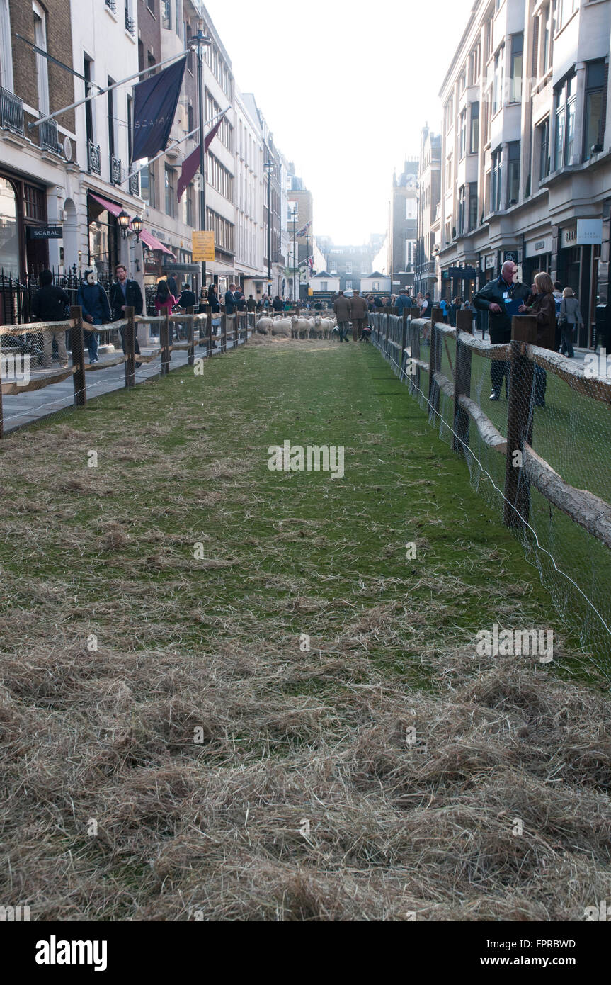 Les troupeaux de moutons dans Savile Row London Westminster UK Banque D'Images