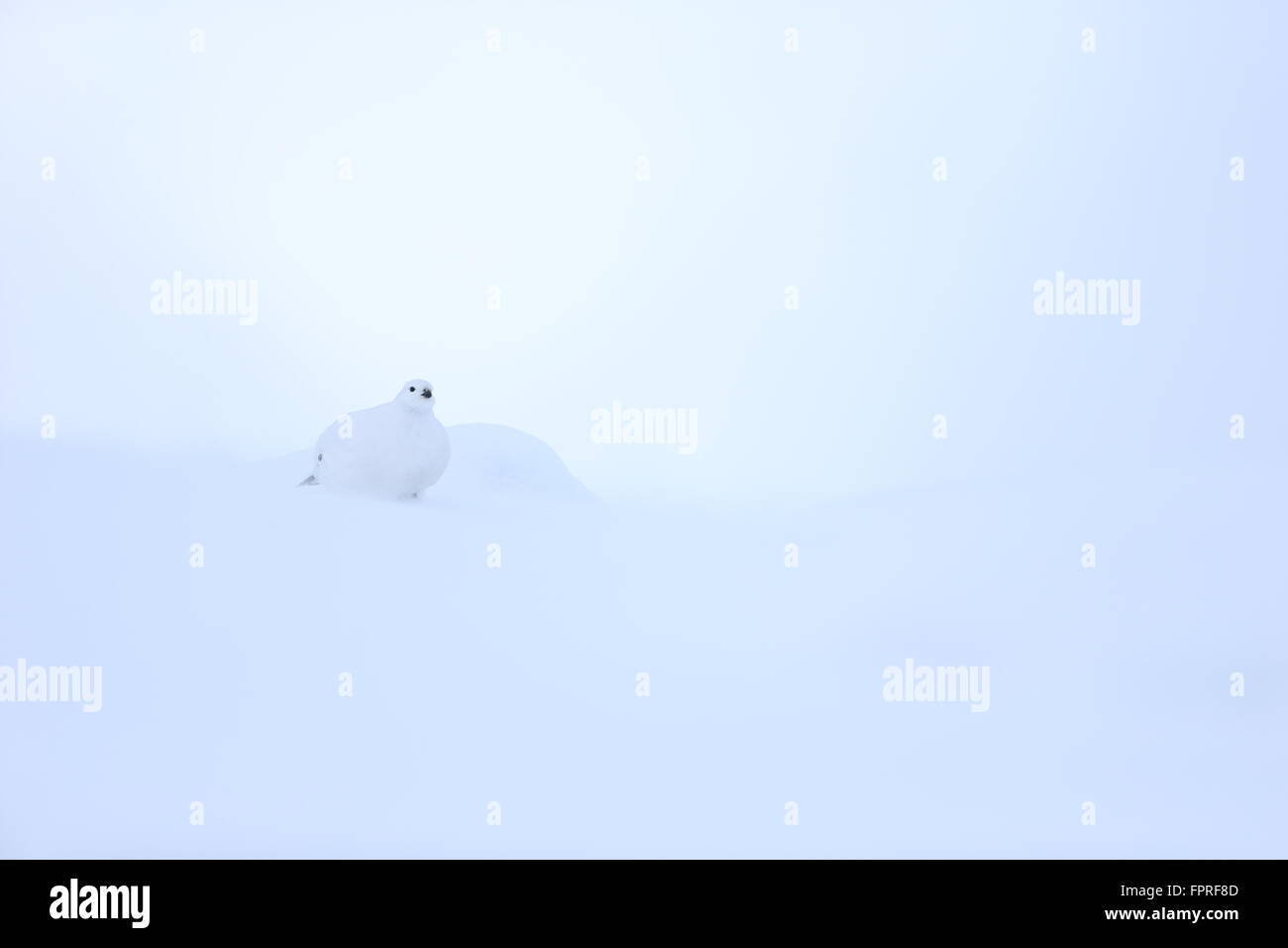 Plumage d'hiver dans la neige de Lagopède dans le Parc National de Cairngorms, en Écosse Banque D'Images