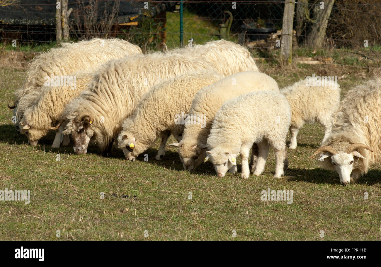 Walachenschafe, Ovis ammon aries, f. Banque D'Images