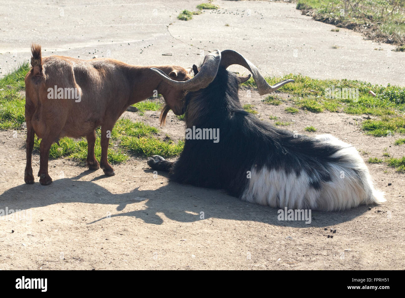 Ziege ; Capra, Bock, geiss Banque D'Images