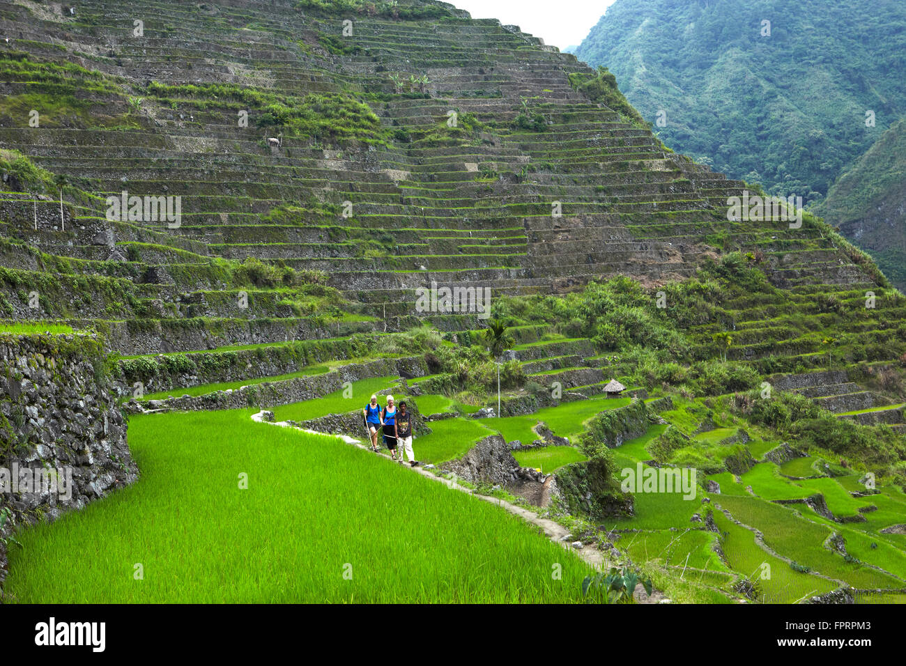 Les terrasses de riz de Banaue près de Batad Banque D'Images