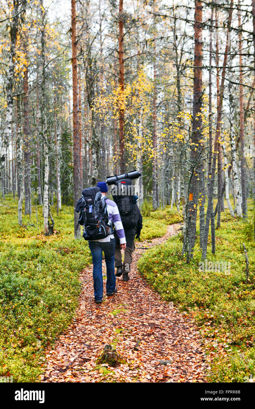 Randonneurs dans les bois de bouleau sur la piste Karhunkierros - la grande randonnée sur la piste d'ours dans le cercle arctique, Laponie, Finlande Banque D'Images