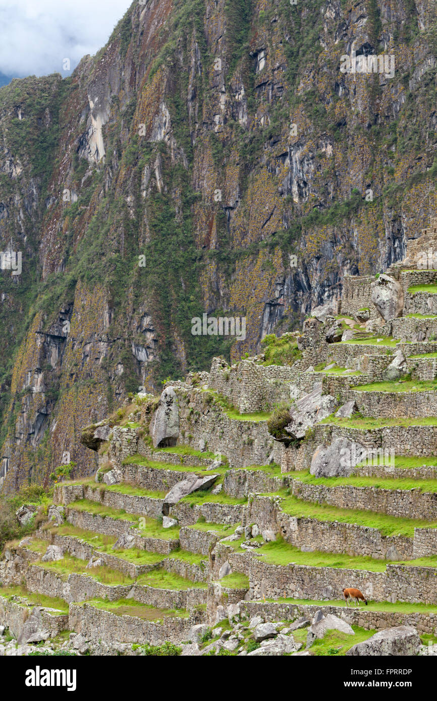 Géographie et voyages, Amériques, le Pérou, les Andes, l'Urubamba, vallée de l'Urubamba, Inca terrasses, terrasses agricoles, le pâturage de lama, l'UNESCO Banque D'Images