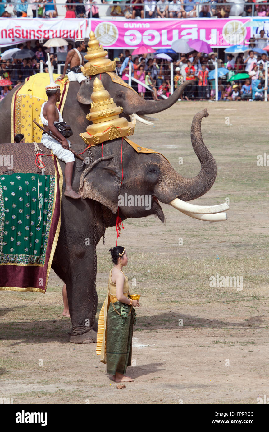 Surin Elephant Fair un spectacle tenu dans la ville de Surin, ISAN, Thaïlande, Asie Banque D'Images