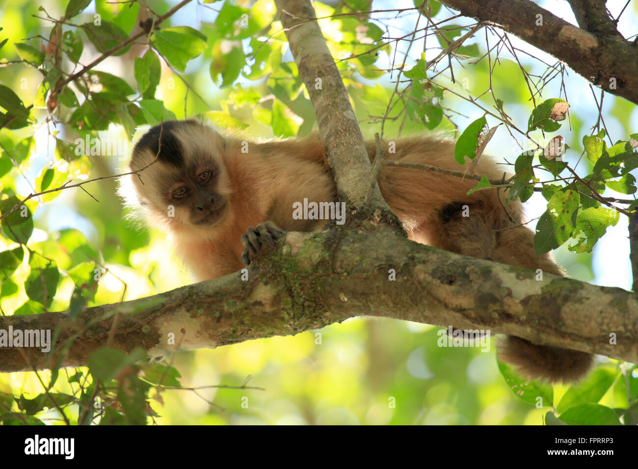 An Azaras / Capuchin à capuchon (Sapajus cay) à Mato Grosso do Sul, Pantanl brésilien, Brésil Banque D'Images