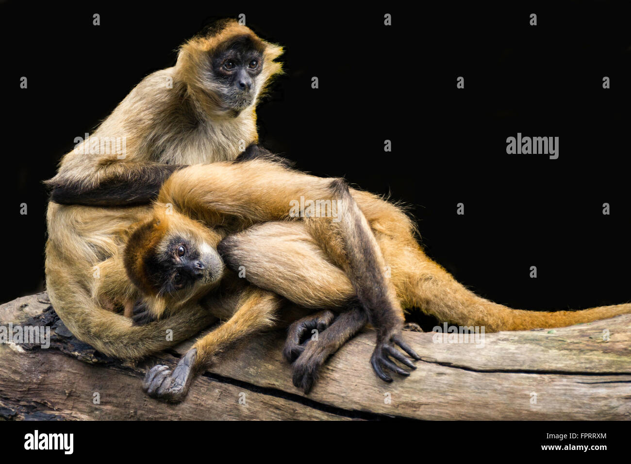 Un singe-araignée avec une expression inquiète son toilettage mate qui est couché. Banque D'Images