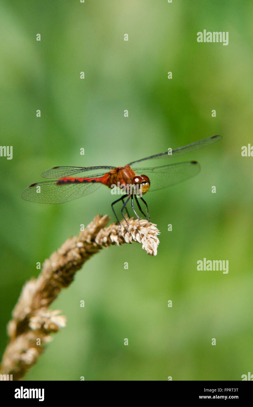 Libellule Meadowhawk sur herbe sèche. Banque D'Images