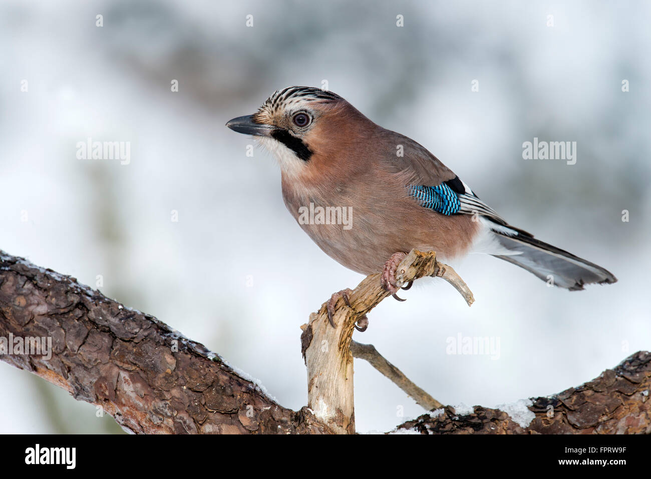 Jay (Garrulus glandarius) assis sur la branche d'arbre en hiver, Tyrol, Autriche Banque D'Images