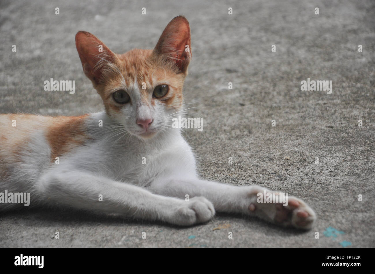 À Makassar, Indonésie. Un chat est sur le terrain. Banque D'Images