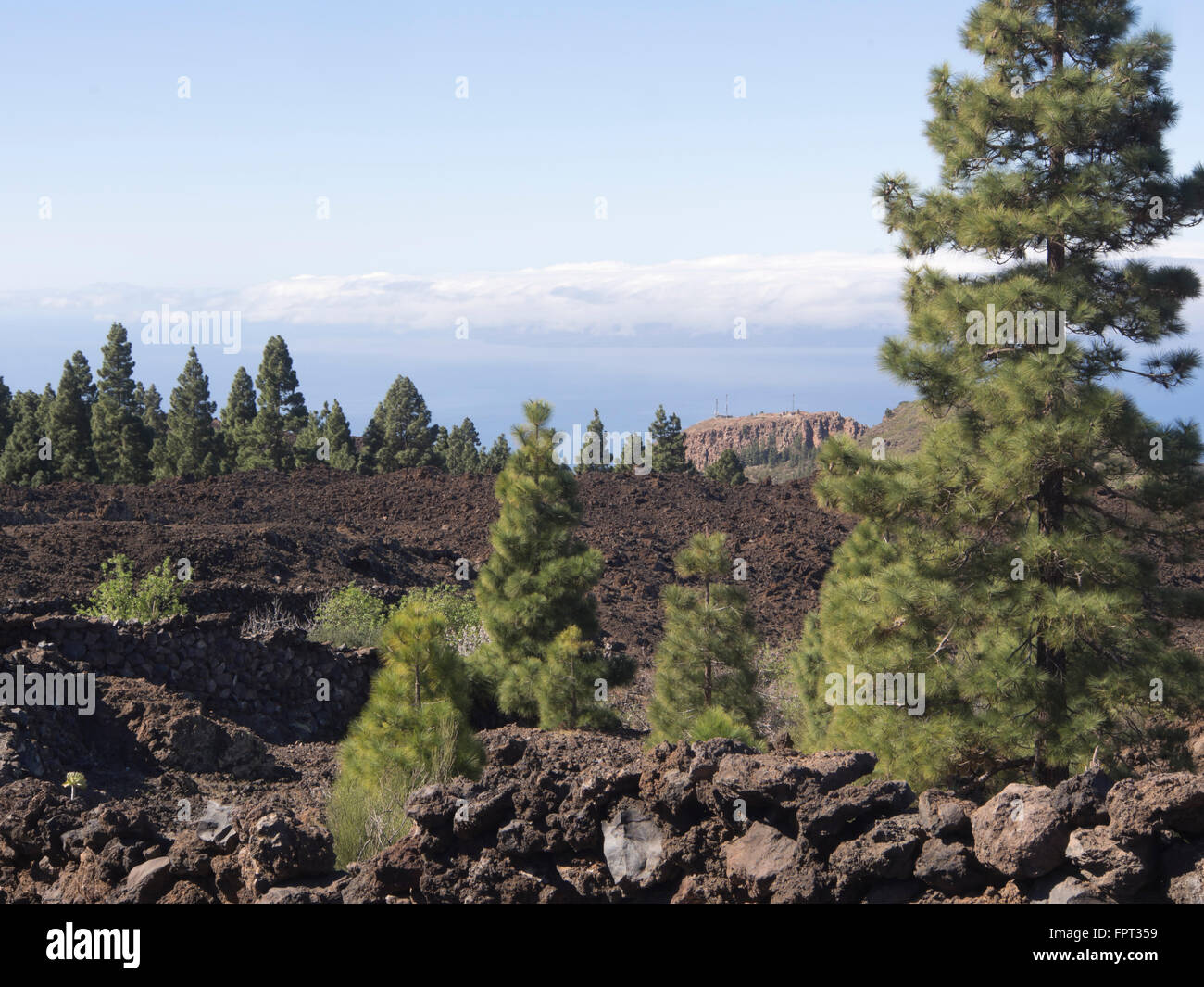 Île des Canaries, Pinus canariensis, dans une zone de roches de lave noire solidifiée, le long d'un sentier près de Arguayo Tenerife Espagne Banque D'Images