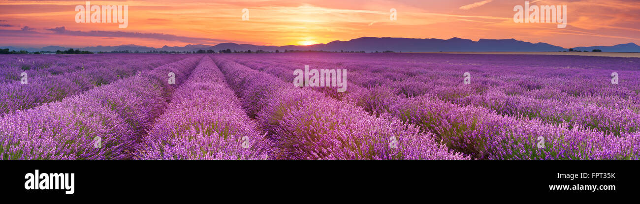 Lever de soleil sur les champs de lavande en fleurs sur le plateau de Valensole en Provence dans le sud de la France. Banque D'Images