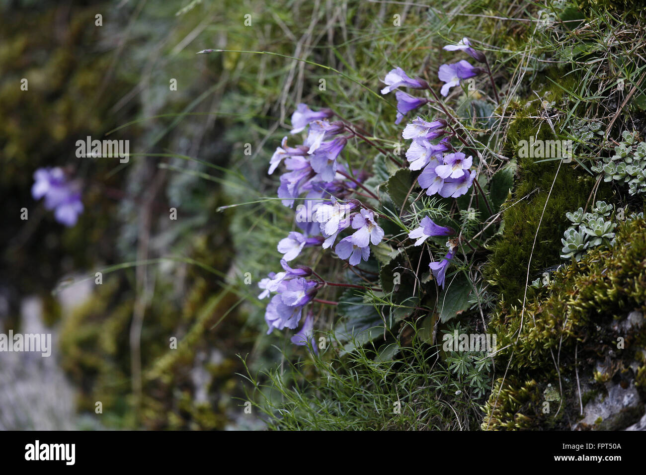 Haberlea rhodopensis Orphée, fleurs, poussant dans la Gorge de Trigrad, Rhodope Banque D'Images