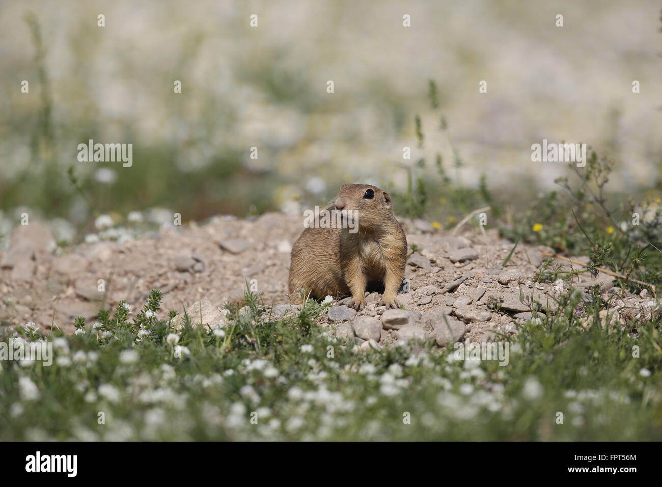 Suslik, Spermophilus citellus, au terrier Banque D'Images