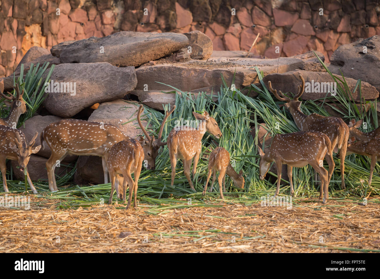 Chital, Cheetal, spotted deer, cerf Axis mange de l'herbe Banque D'Images