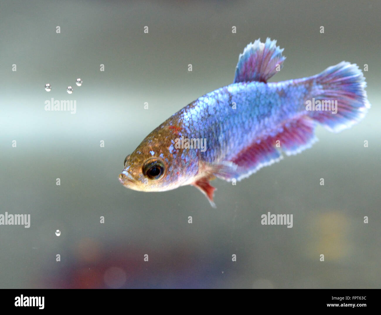 La demi-lune des Betta Splendens femelle poisson combattant Siamois Banque D'Images