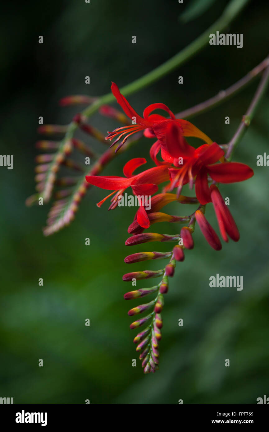 Crocosmia Lucifer, également connu sous le nom de Montbretia Banque D'Images