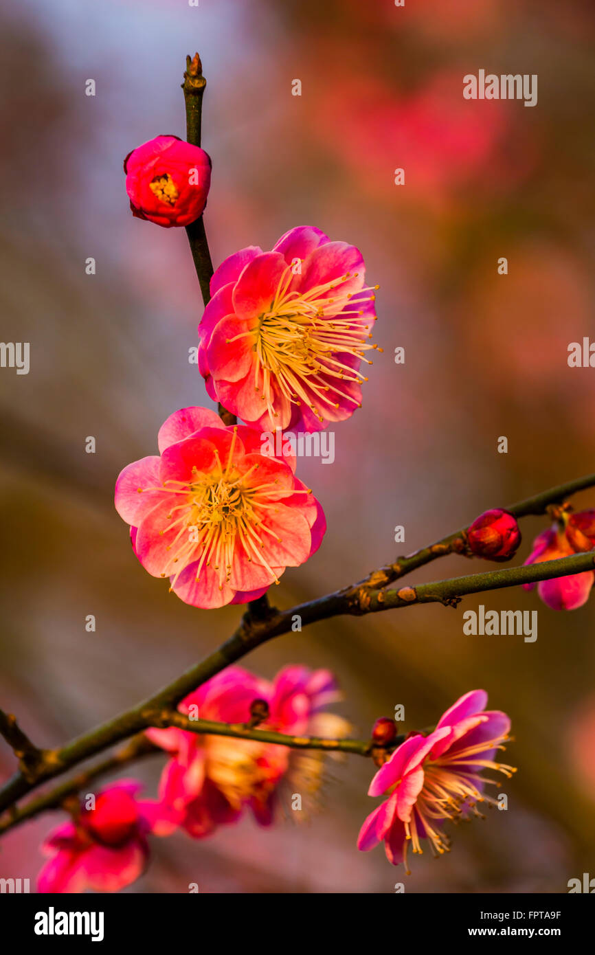 Fleurs de prunier Prunus mume Lac de l'ouest de la province de Jiangsu en Chine. Banque D'Images