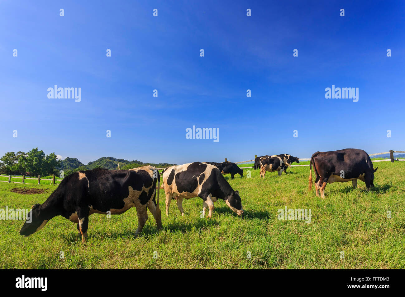 Les vaches laitières mangent de l'herbe au matin à Taitung, Taïwan Banque D'Images