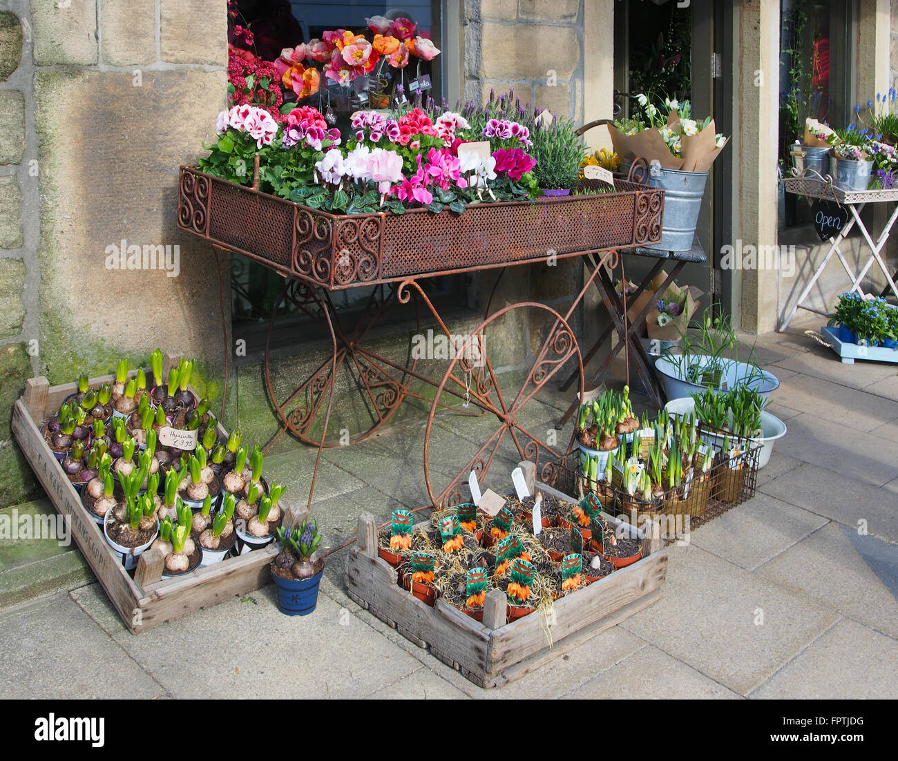 Afficher la boutique de fleuriste avec jacinthes, pélargonium et cyclamen sur le trottoir à Hebden Bridge, Yorkshire. Banque D'Images