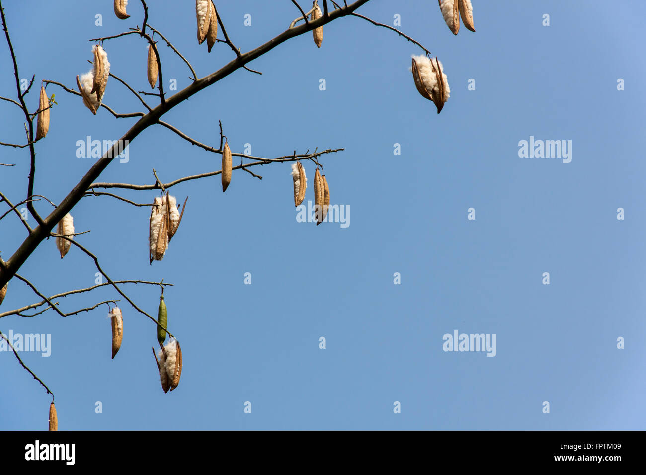 Arbre généalogique contenues à l'intérieur de la Ceiba frais Banque D'Images